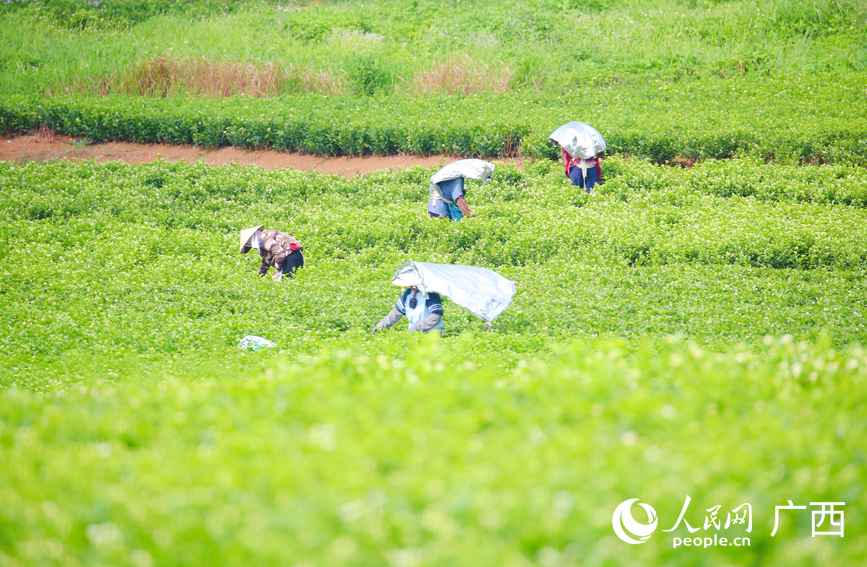 花农忙着采摘茉莉花