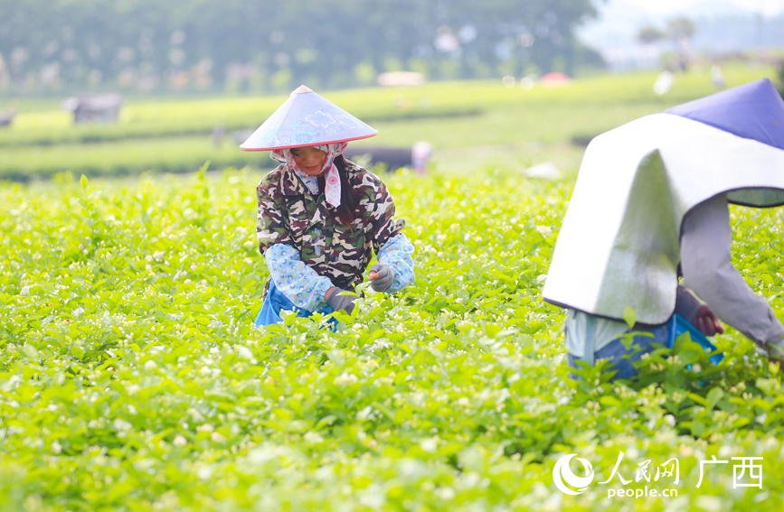 花农忙着采摘茉莉花