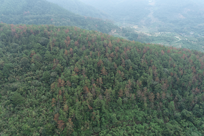 致力于防控松材线虫病,为守护绿水青山提供科技支撑