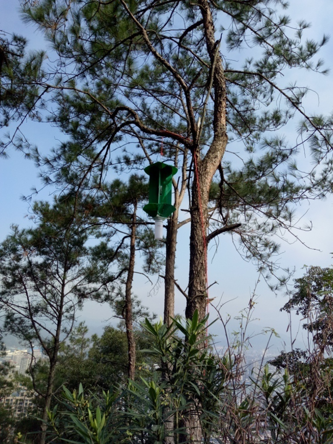 设置松墨天牛的诱捕器
