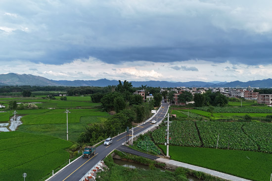 （谭杰 摄）省道201线石龙镇大地村香芋基地路段