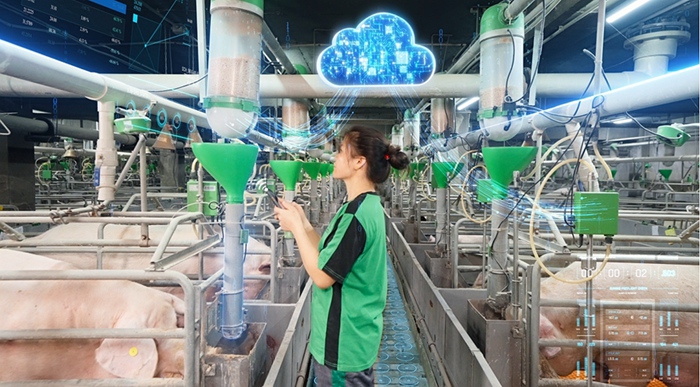 揚翔智能樓房豬場實現了智能環境控制