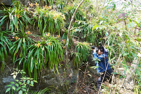 廣西雅長蘭科植物種質資源基因園內蘭科植物實現原地保護，漫山遍野的野生蘭科植物，令人目不暇接。蔣林林攝