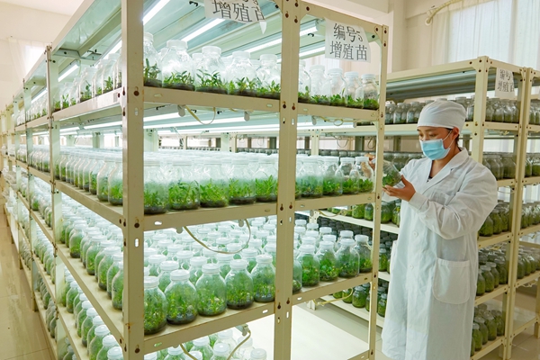 3.雅長保護區年產300萬苗的蘭科植物繁育實驗中心攻克55種蘭科植物種苗培育技術。蔣林林攝.jpg
