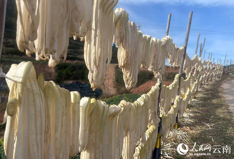 晾晒的萝卜条。