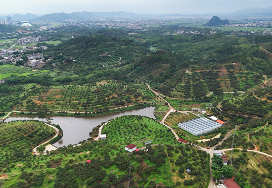 北流市金友農林投資有限公司荔枝園。桂林銀行供圖