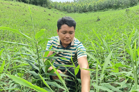 李廣安正在給姜地拔草、護理姜苗。田林縣委宣傳部供圖