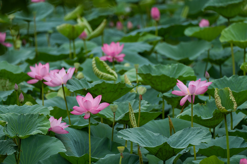 七月江南，“荷”你相遇！