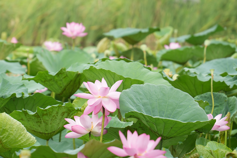 七月江南，“荷”你相遇！【2】