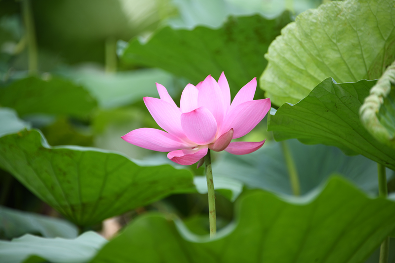 七月江南，“荷”你相遇！【3】