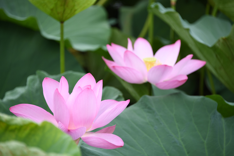 七月江南，“荷”你相遇！【4】
