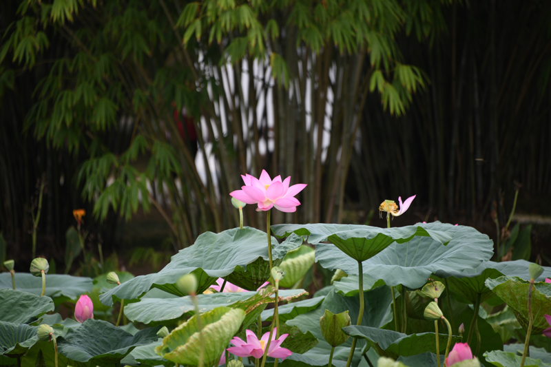 七月江南，“荷”你相遇！【5】