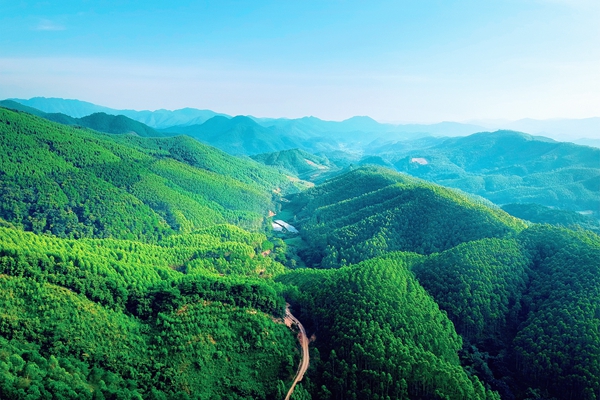 黄冕林场国家储备林基地。