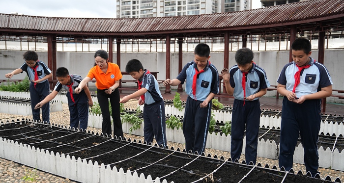 老师带领学生播种紫苏种子