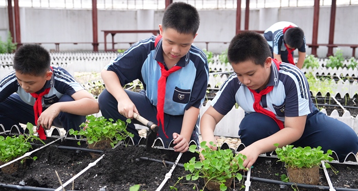 学生种植雷公根