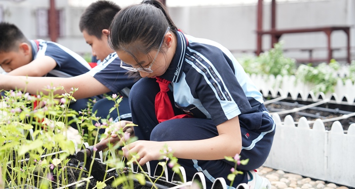 学生种植益母草
