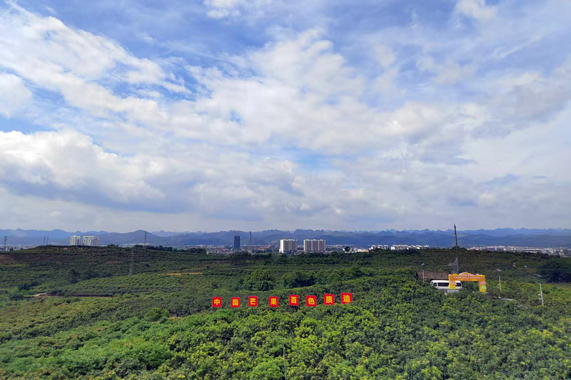 田东县大力发展芒果产业，芒果林一望无际。周月珍摄