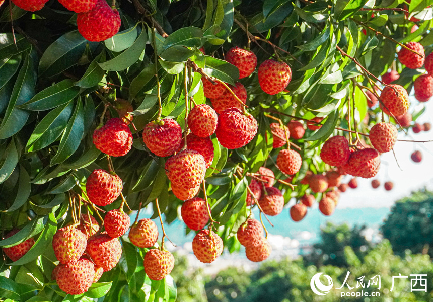 荔枝挂满枝头。人民网记者 王勇摄