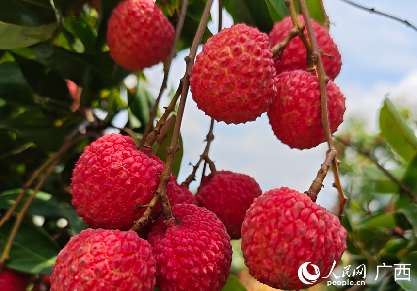 成熟的荔枝。人民网记者 王勇摄