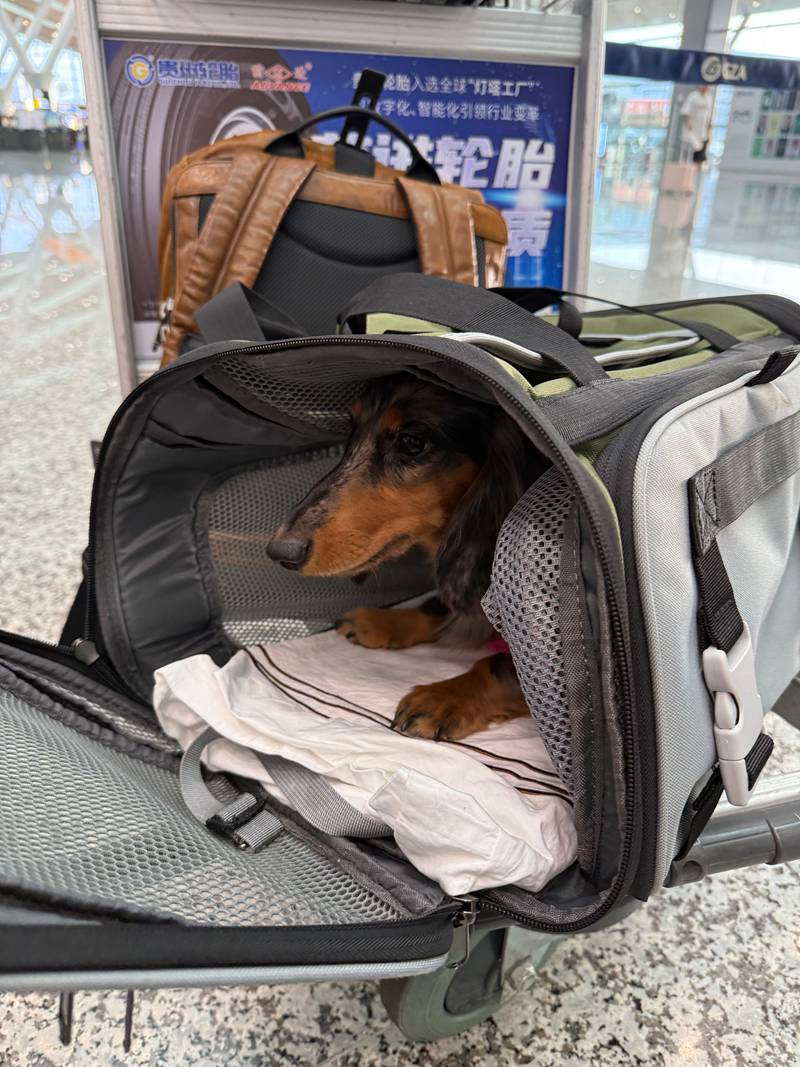 贵州首只享“爱宠进客舱”服务宠物顺利出行