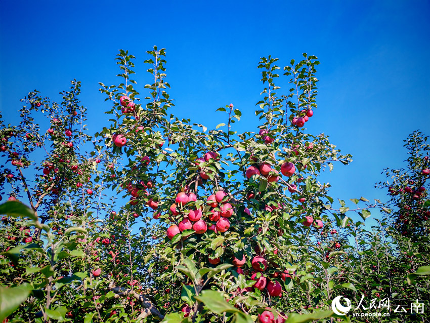 丰收时节的昭通苹果园里，红艳艳的苹果缀满枝头。