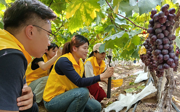 实践团成员在古桥农场夏黑葡萄架下进行直播。刘莹摄