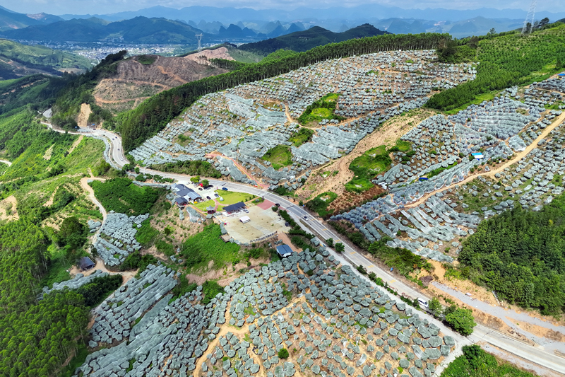 大姚村鹰嘴桃基地。邹毅摄
