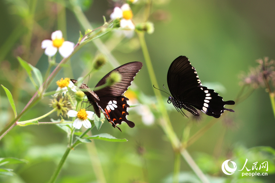 玉带凤蝶在花丛里穿梭