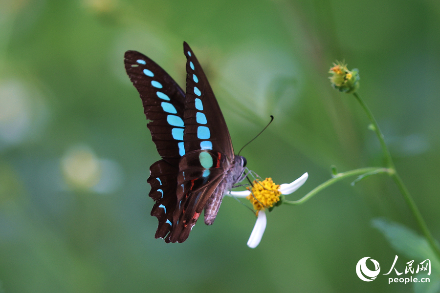 翅膀有蓝绿色花纹的青凤蝶