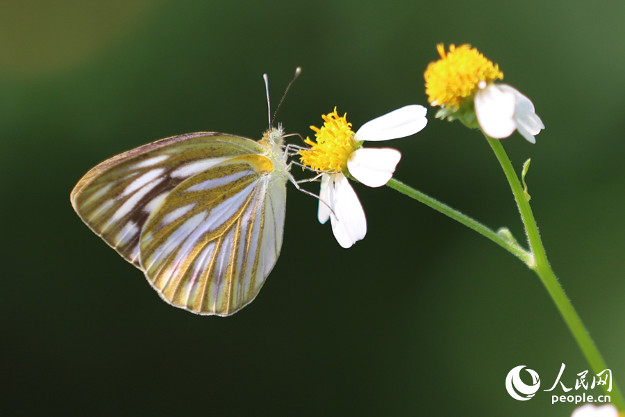 翅膀上布满花粉的黑脉园粉蝶