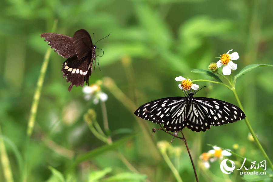 柑橘凤蝶在吸食花蜜