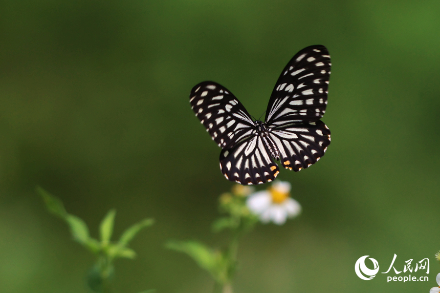 斑凤蝶与玉带凤蝶在花丛中飞舞