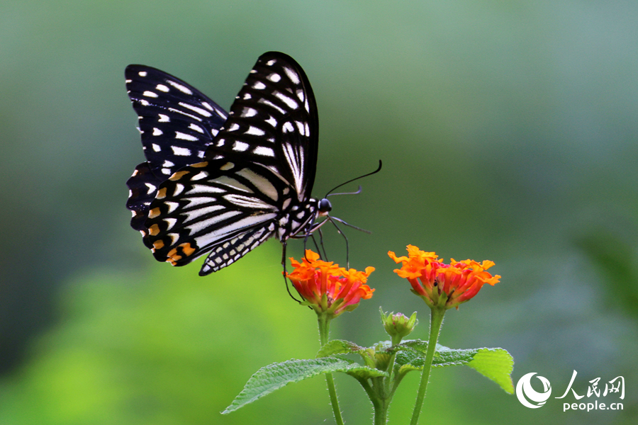 外表似枯叶的波蛱蝶