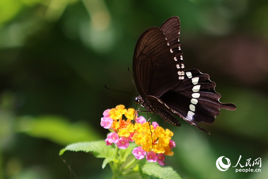 有着黑白相间尾翼的玉带凤蝶