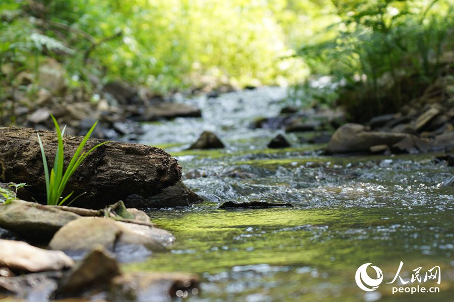 明溪县优良的自然生态环境吸引众多鸟类栖息