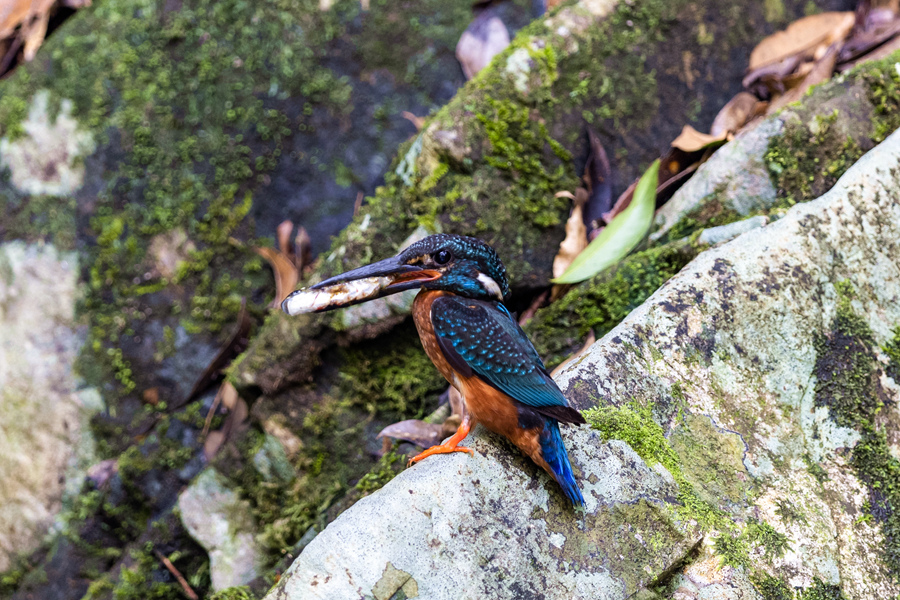 在明溪山涧中捕猎的国家二级保护动物斑头大翠鸟