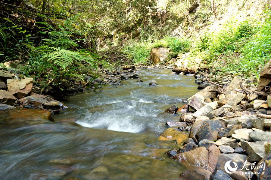 近年来，明溪县推动森林由单一树种向多树种转变，不断丰富森林多样性