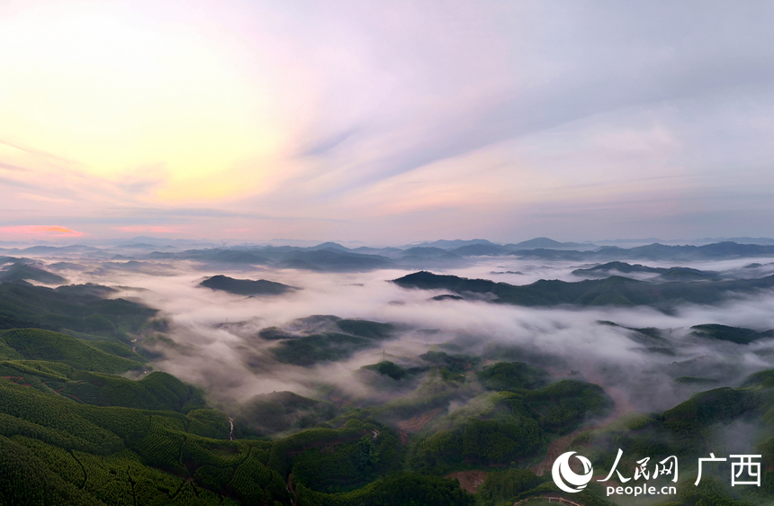 雾锁山林如仙境