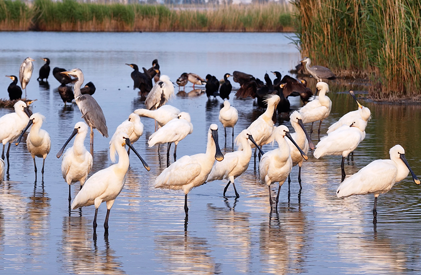 众鸟栖息南大港湿地