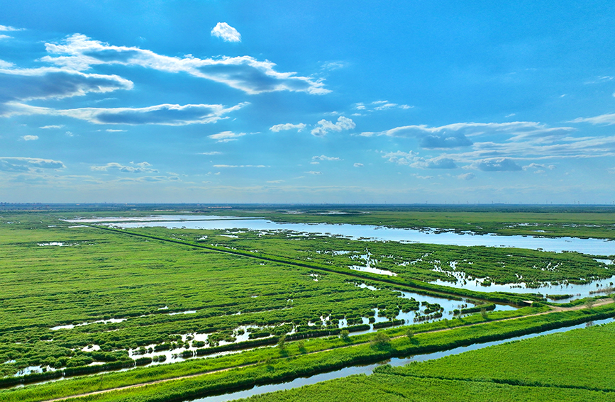南大港湿地风景