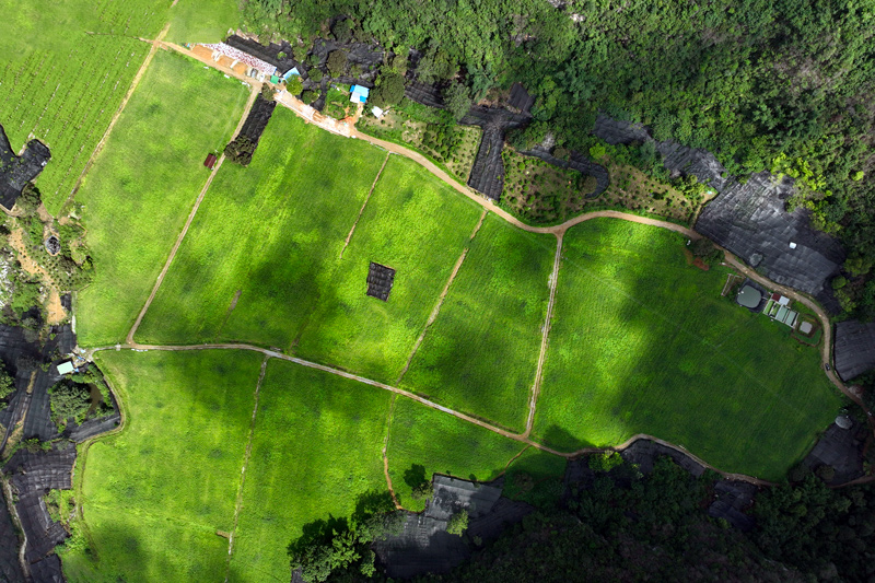 鳳仙花種植基地航拍。馬必良攝
