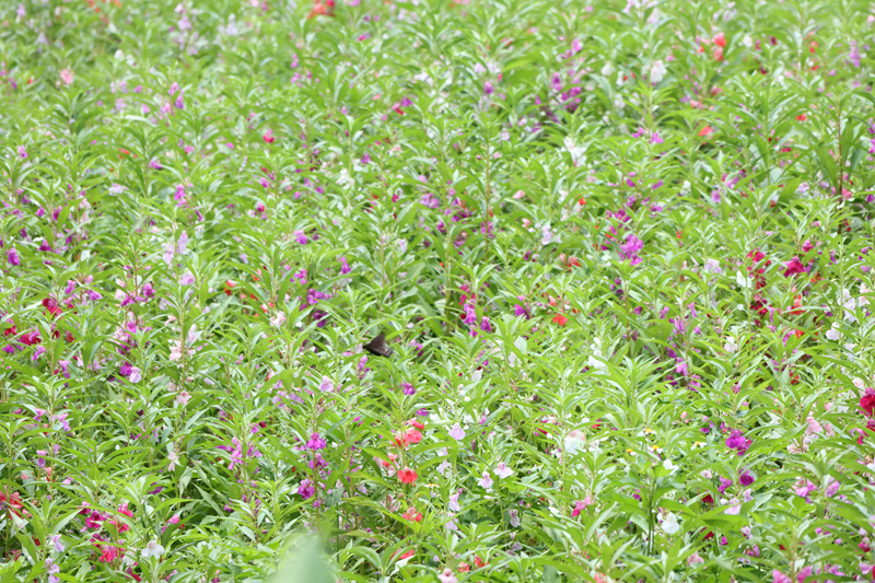 鳳仙花。陸虹寧攝