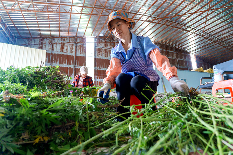 村民们正麻利地捋下艾草杆上的嫩叶。梁山摄