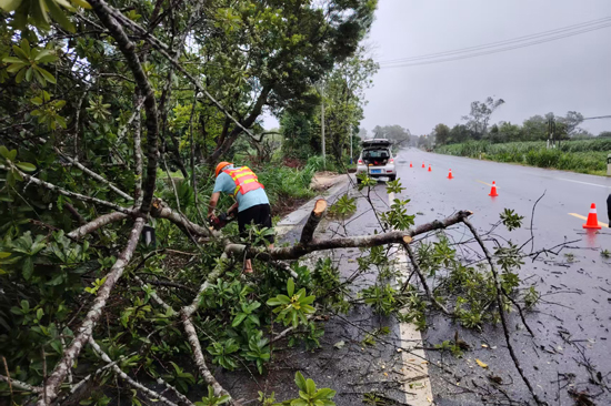 合浦公路养护中心养护人员在S207线k274+350清除倒伏路树。黄家荣摄