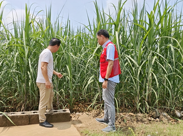 广西审计厅驻武宣县复旦村工作队与甘蔗辅导员查看糖料蔗长势。