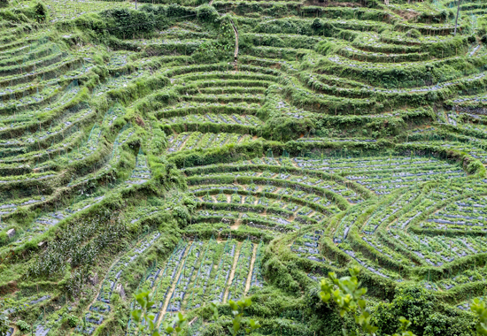 中草藥種植基地。韋福宏攝