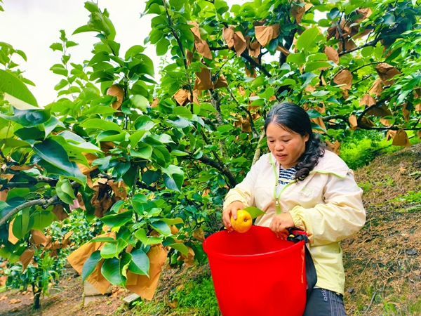 村民正在采摘桂花梨。