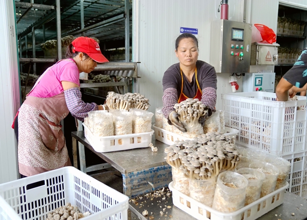 工作人员把采摘好的鹿茸菇装进筐。谢海兵摄