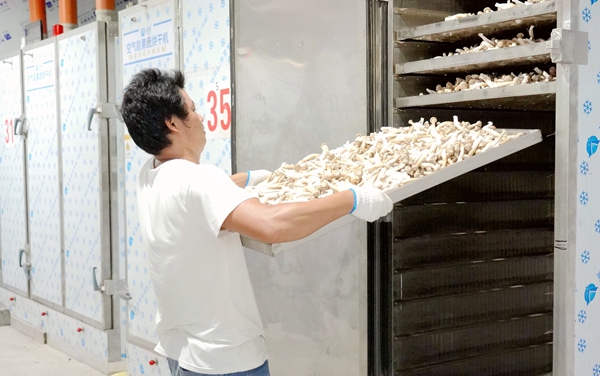 工作人员正把新鲜的鹿茸菇放入烘干机烘干。谢海兵摄