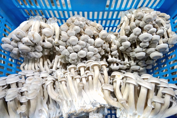 新鲜的鹿茸菇。谢海兵摄